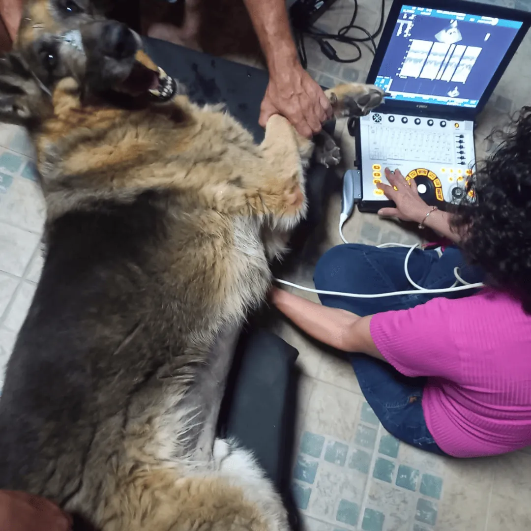 Dra. Nanci Diniz atendendo um cão no chão da casa do tutor, com o equipamento ao lado