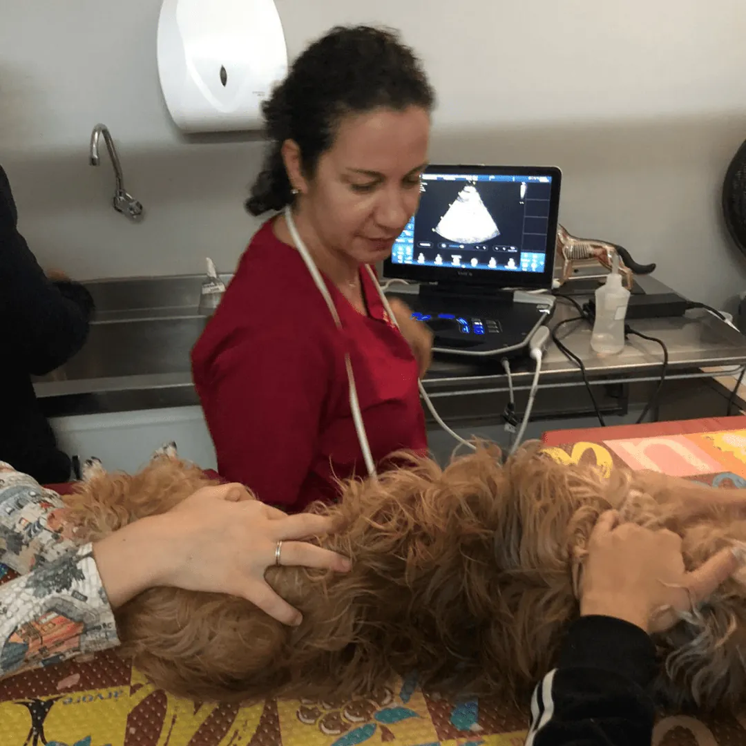 Ecocardiograma em um cão na clínica, com a equipe auxiliando