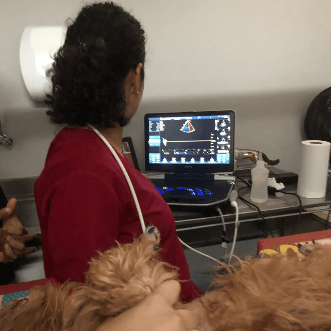 Dra. Nanci Diniz realizando ecocardiograma em um cão na mesa de uma clínica